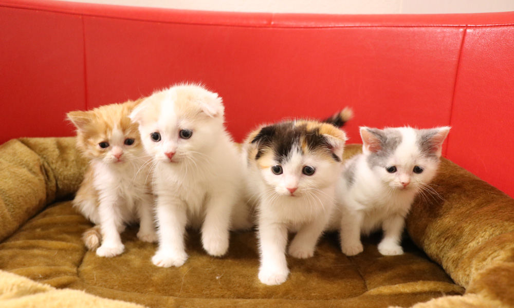 スコティッシュフォールドの子猫画像