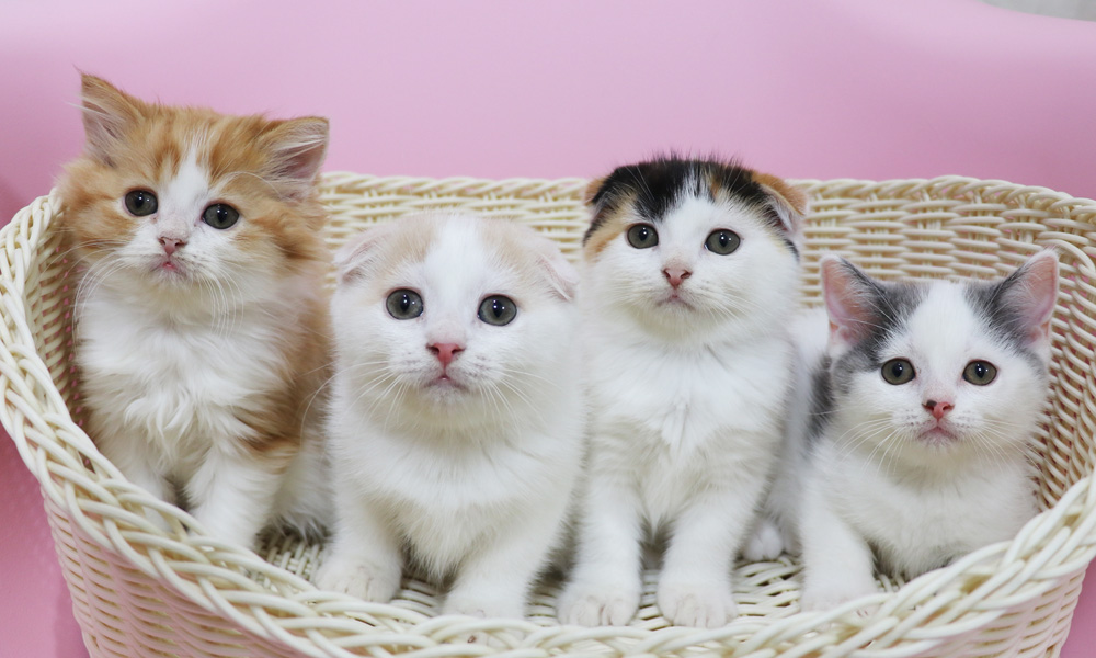 スコティッシュフォールドの子猫画像