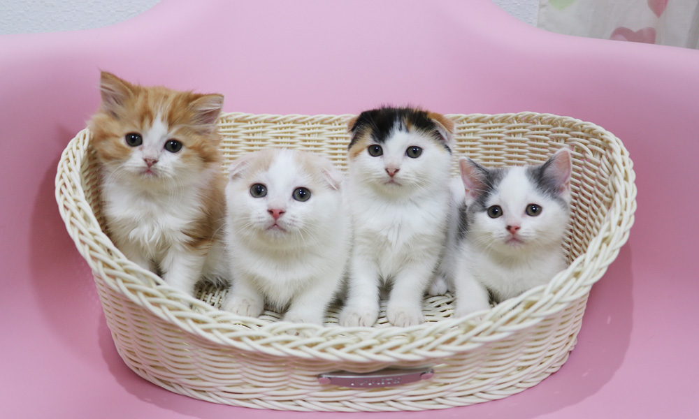 スコティッシュフォールドの子猫画像