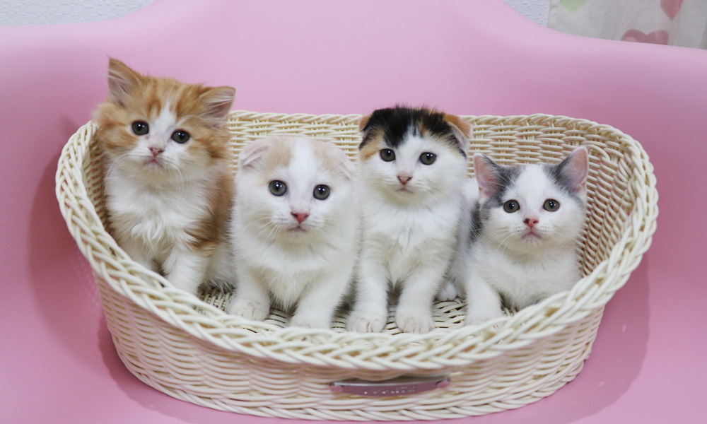 スコティッシュフォールドの子猫画像