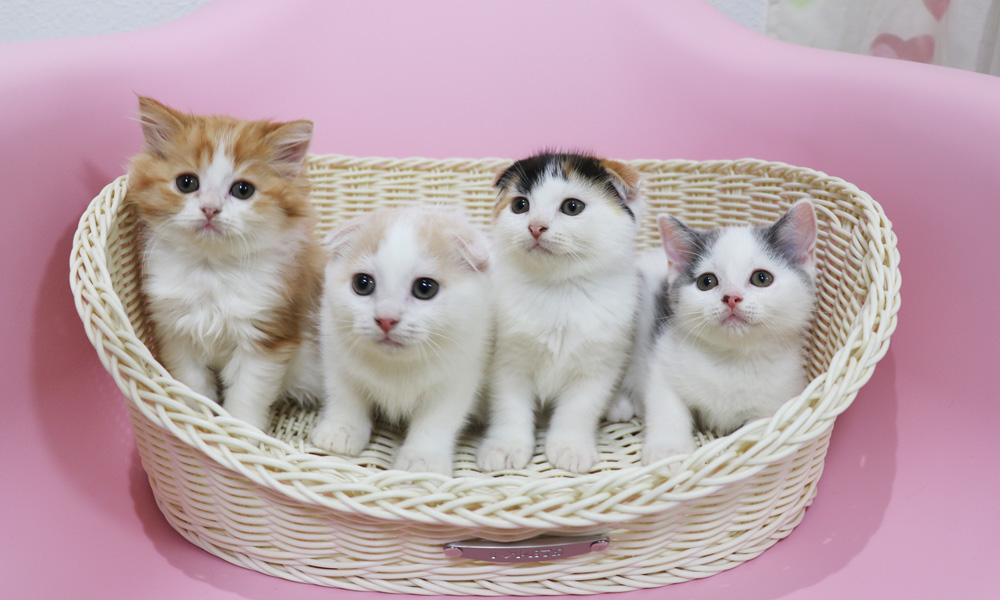 スコティッシュフォールドの子猫画像