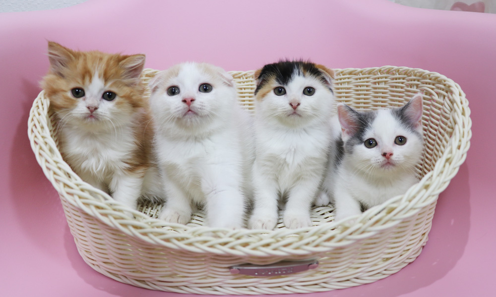 スコティッシュフォールドの子猫画像