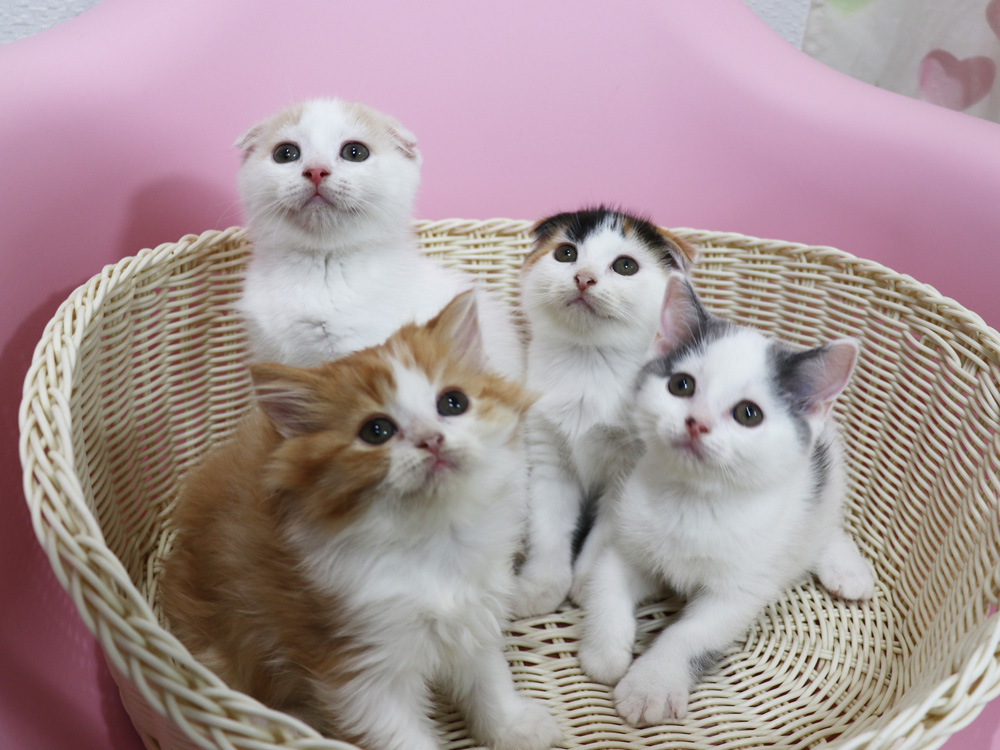 スコティッシュフォールドの子猫画像