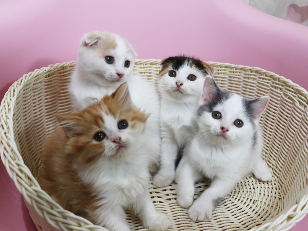スコティッシュフォールドの子猫画像