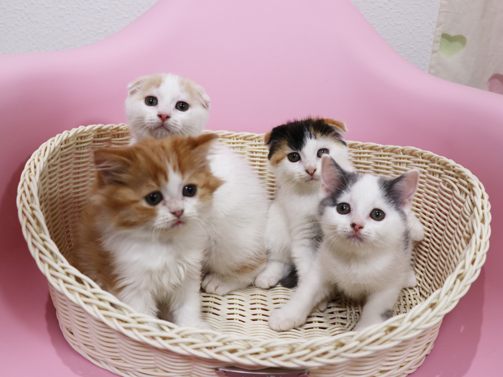 スコティッシュフォールドの子猫画像