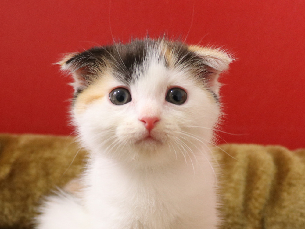 スコティッシュフォールドの子猫画像