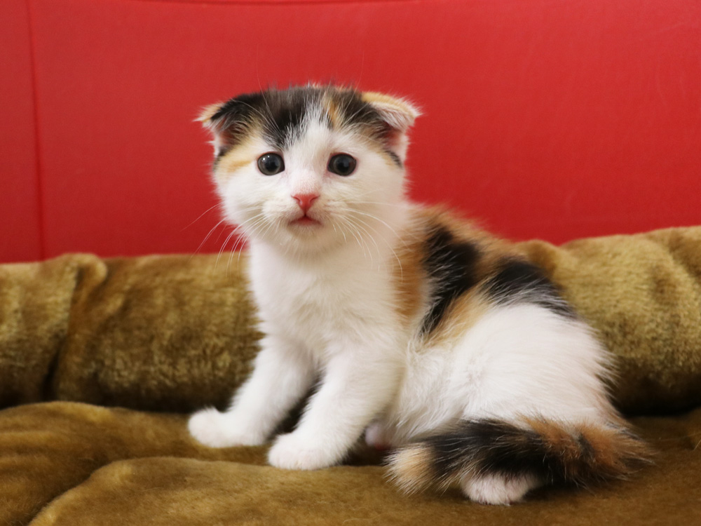 スコティッシュフォールドの子猫画像