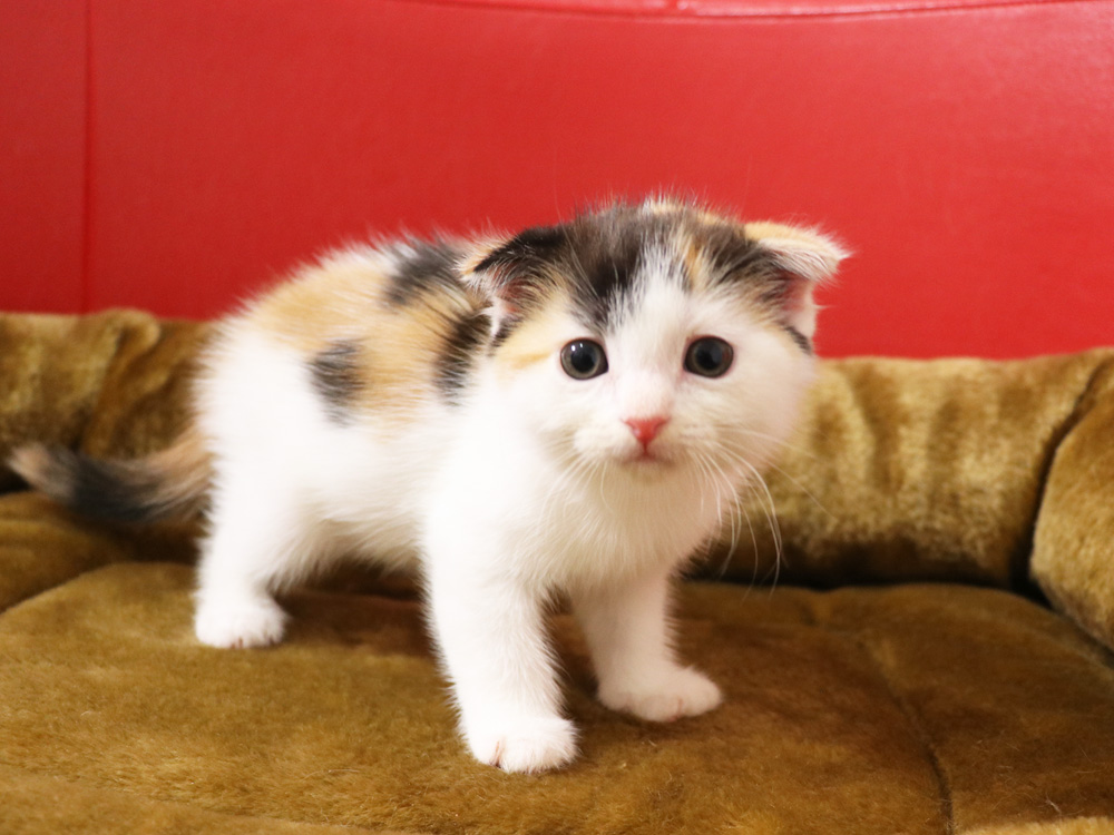 スコティッシュフォールドの子猫画像