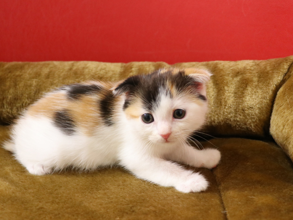 スコティッシュフォールドの子猫画像