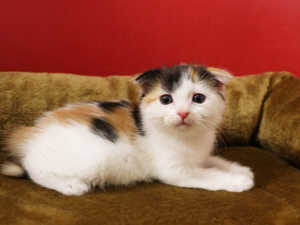 スコティッシュフォールドの子猫画像