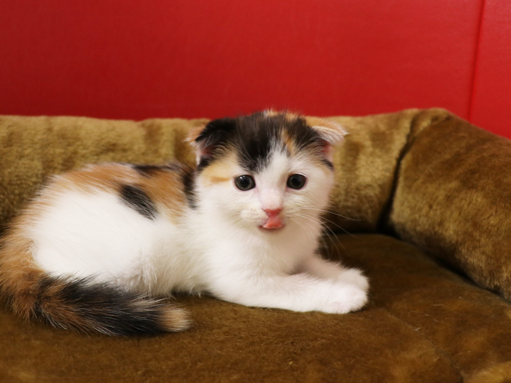 スコティッシュフォールドの子猫画像
