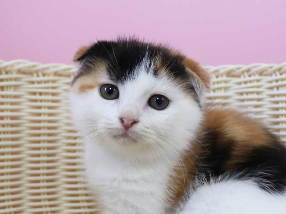 スコティッシュフォールドの子猫画像