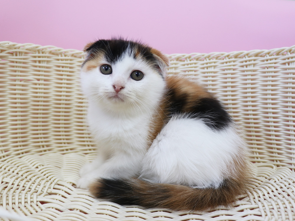 スコティッシュフォールドの子猫画像