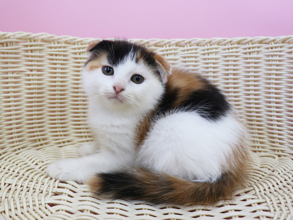 スコティッシュフォールドの子猫画像