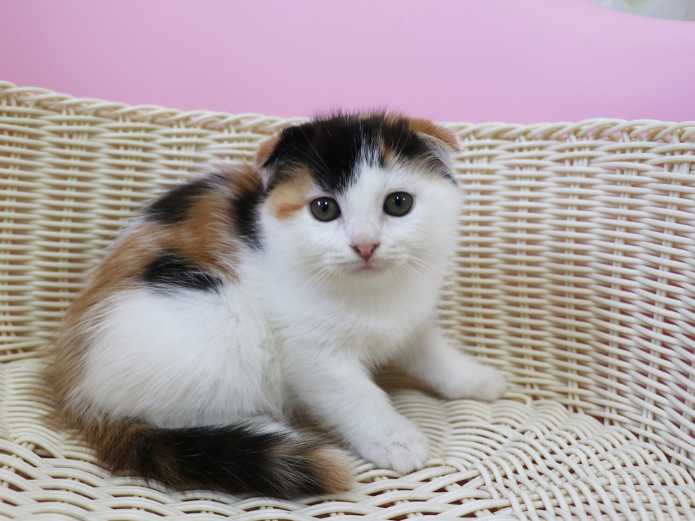 スコティッシュフォールドの子猫画像