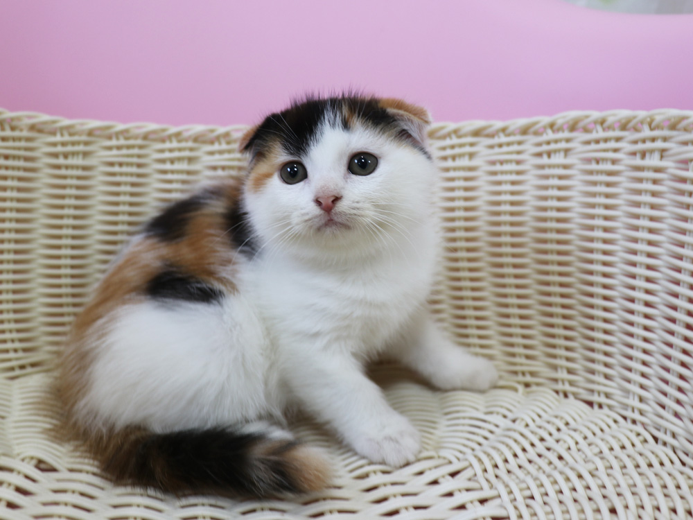 スコティッシュフォールドの子猫画像