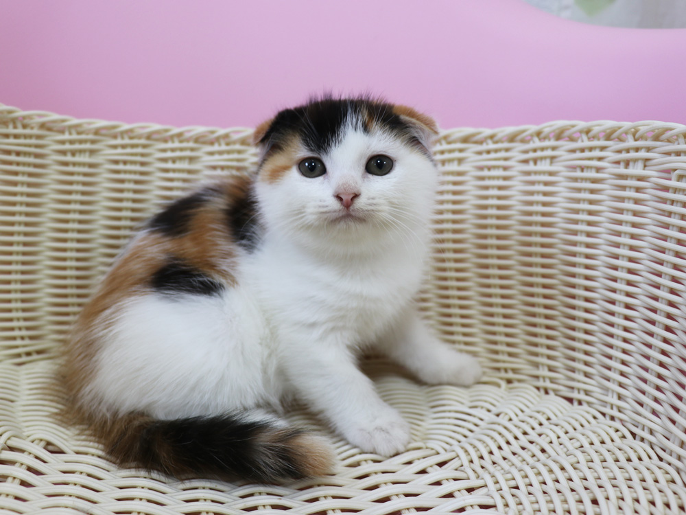 スコティッシュフォールドの子猫画像