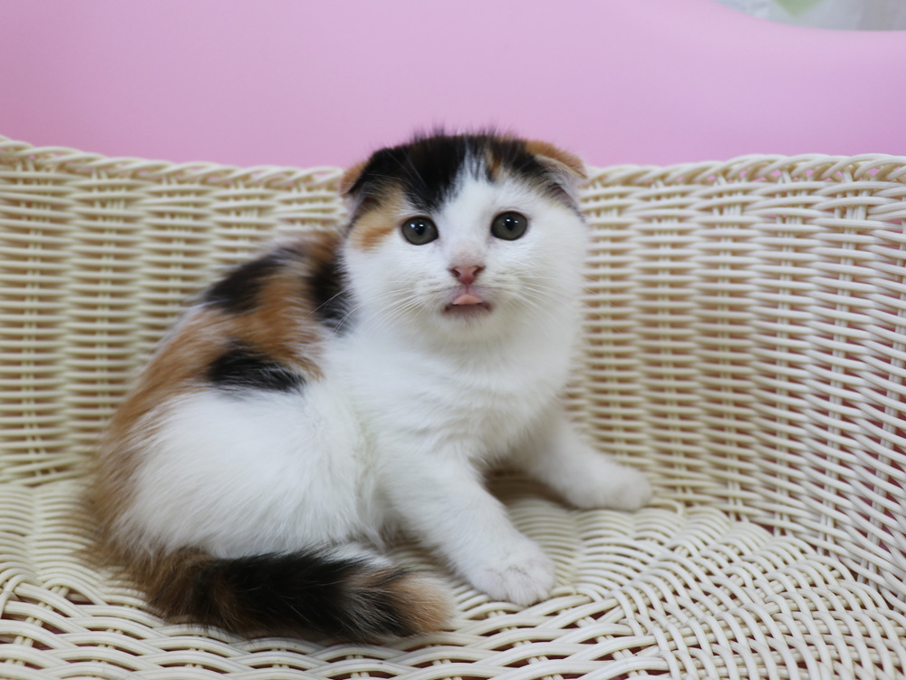 スコティッシュフォールドの子猫画像