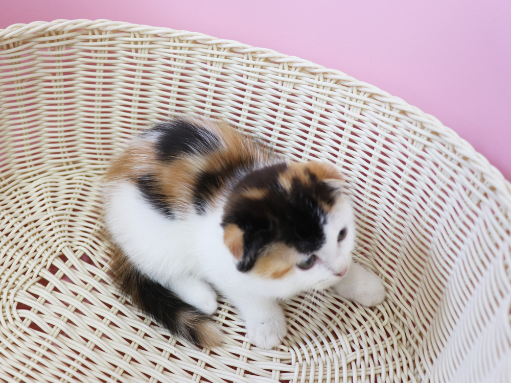 スコティッシュフォールドの子猫画像