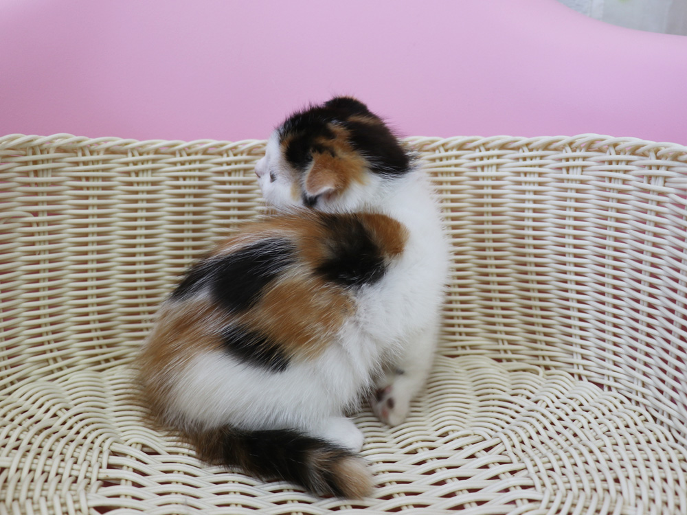 スコティッシュフォールドの子猫画像