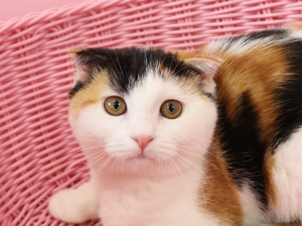 スコティッシュフォールドの子猫画像