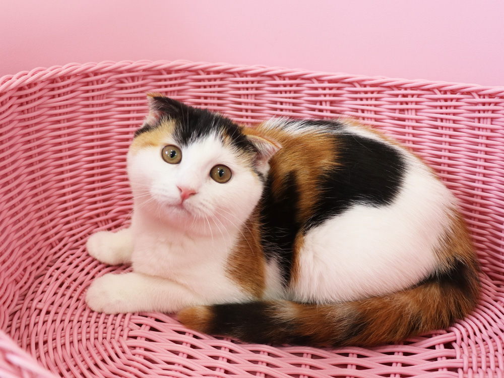 スコティッシュフォールドの子猫画像