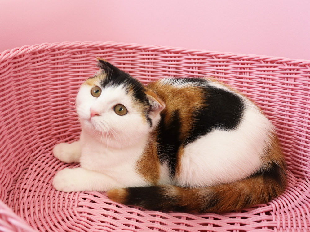 スコティッシュフォールドの子猫画像
