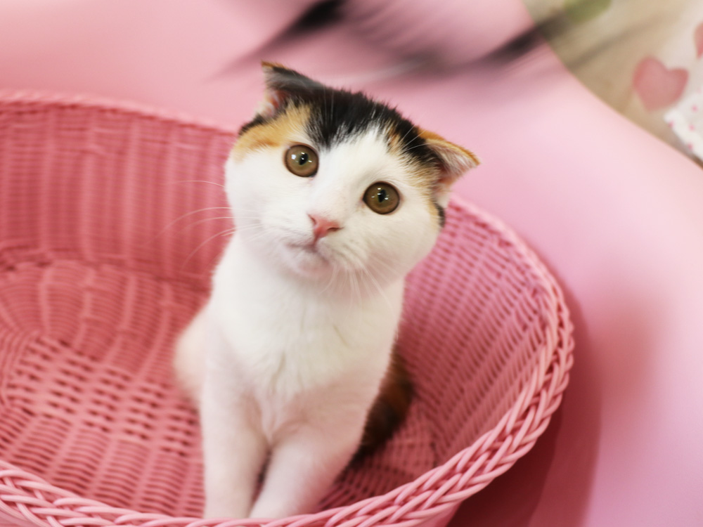 スコティッシュフォールドの子猫画像