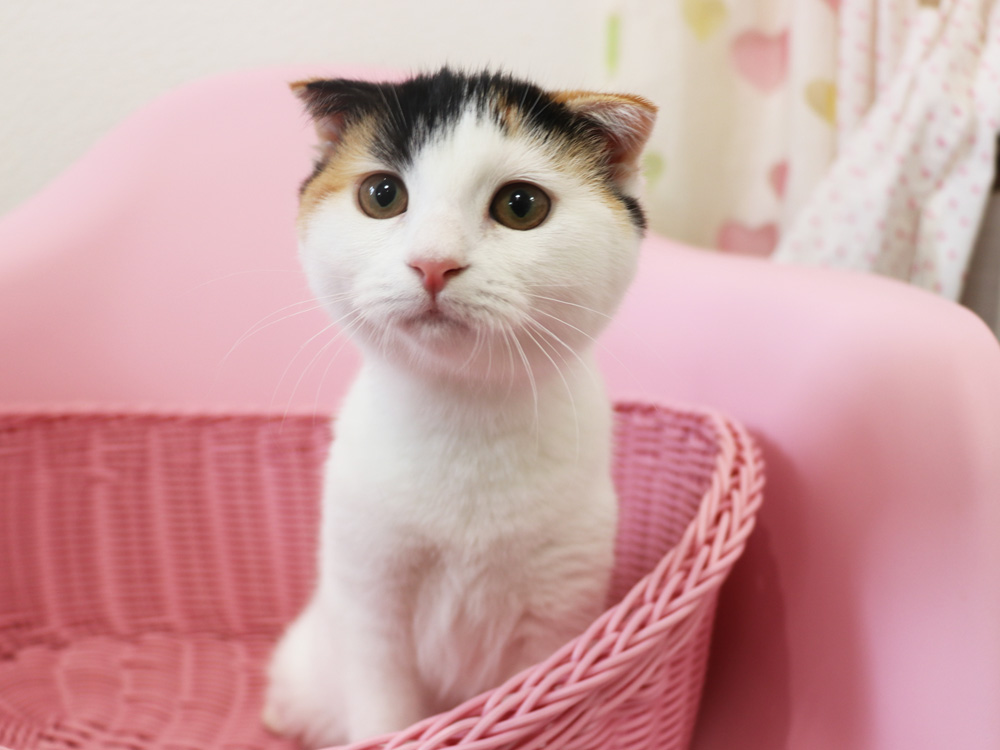 スコティッシュフォールドの子猫画像