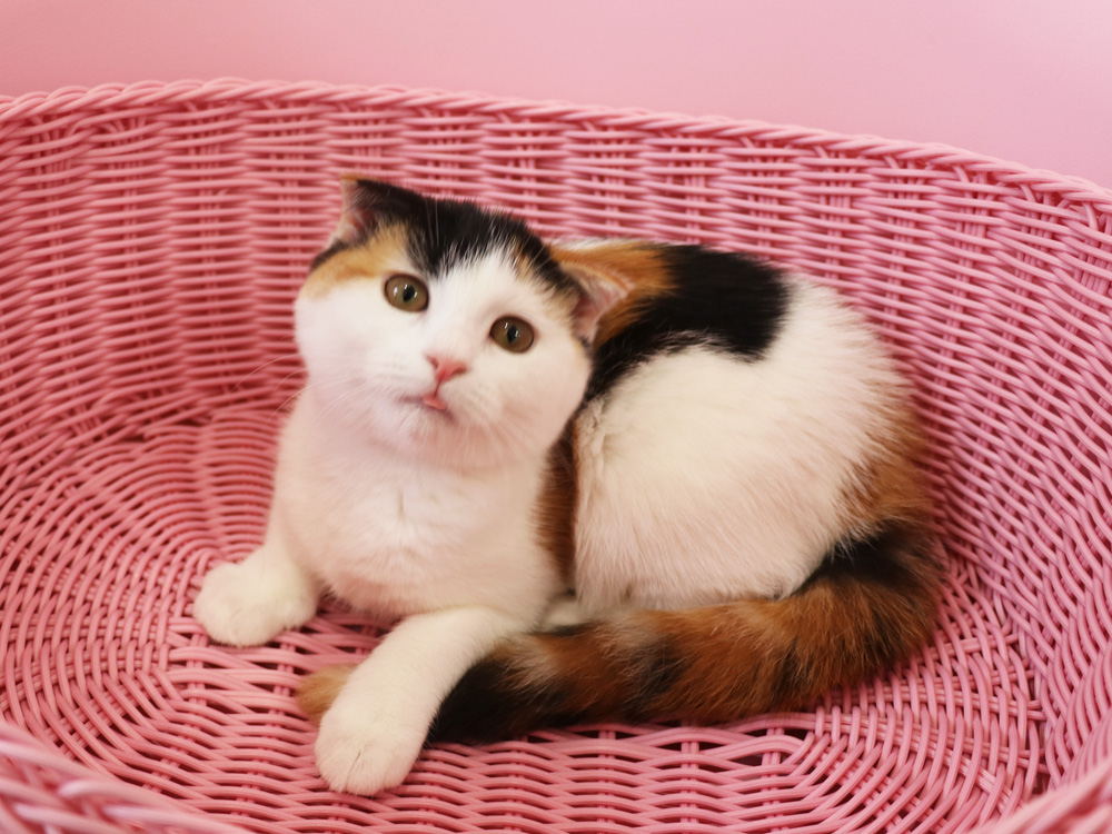 スコティッシュフォールドの子猫画像