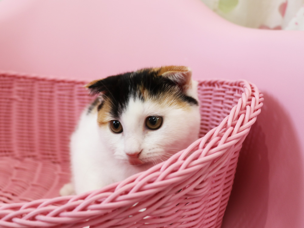 スコティッシュフォールドの子猫画像
