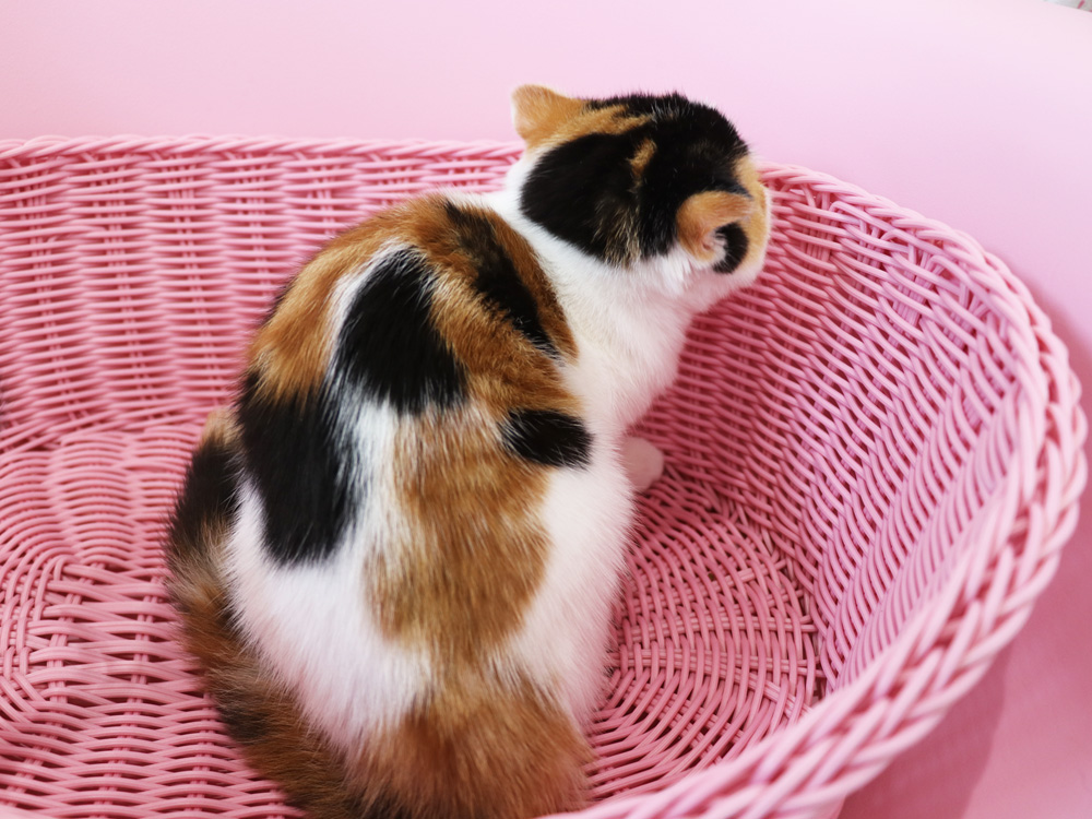 スコティッシュフォールドの子猫画像