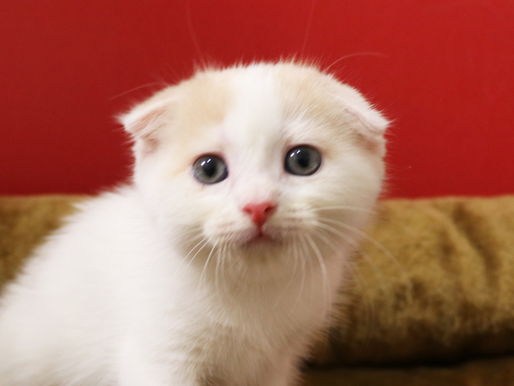 スコティッシュフォールドの子猫画像