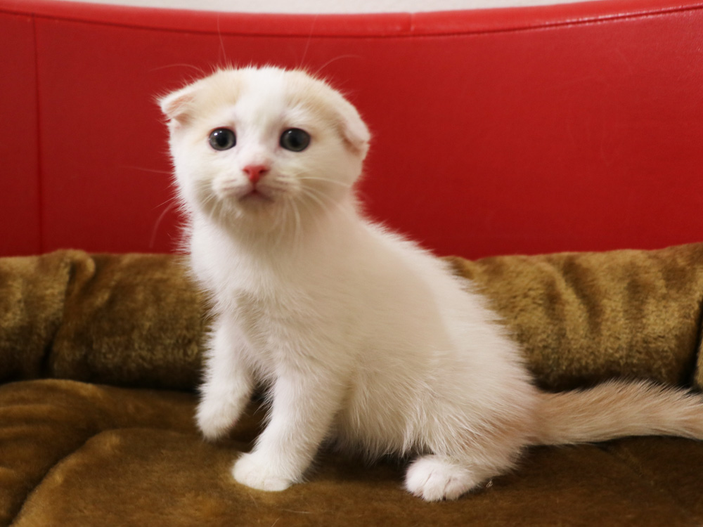 スコティッシュフォールドの子猫画像
