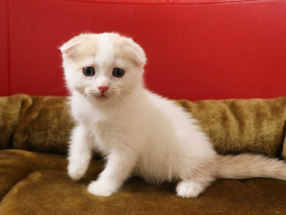 スコティッシュフォールドの子猫画像