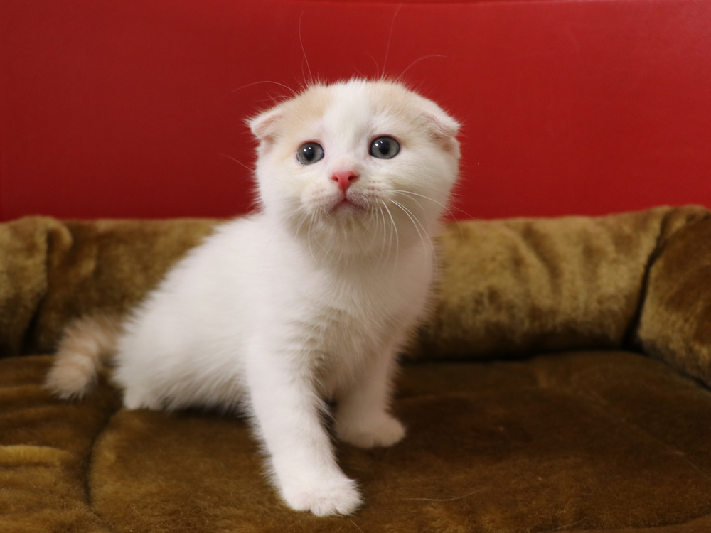 スコティッシュフォールドの子猫画像