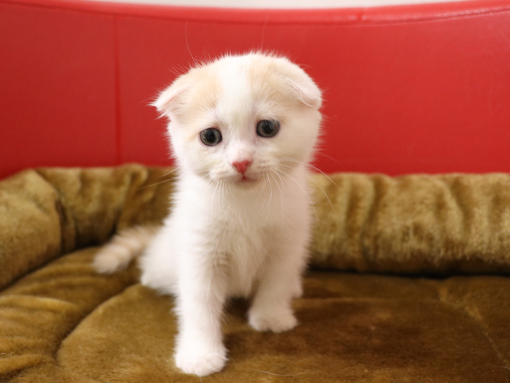 スコティッシュフォールドの子猫画像