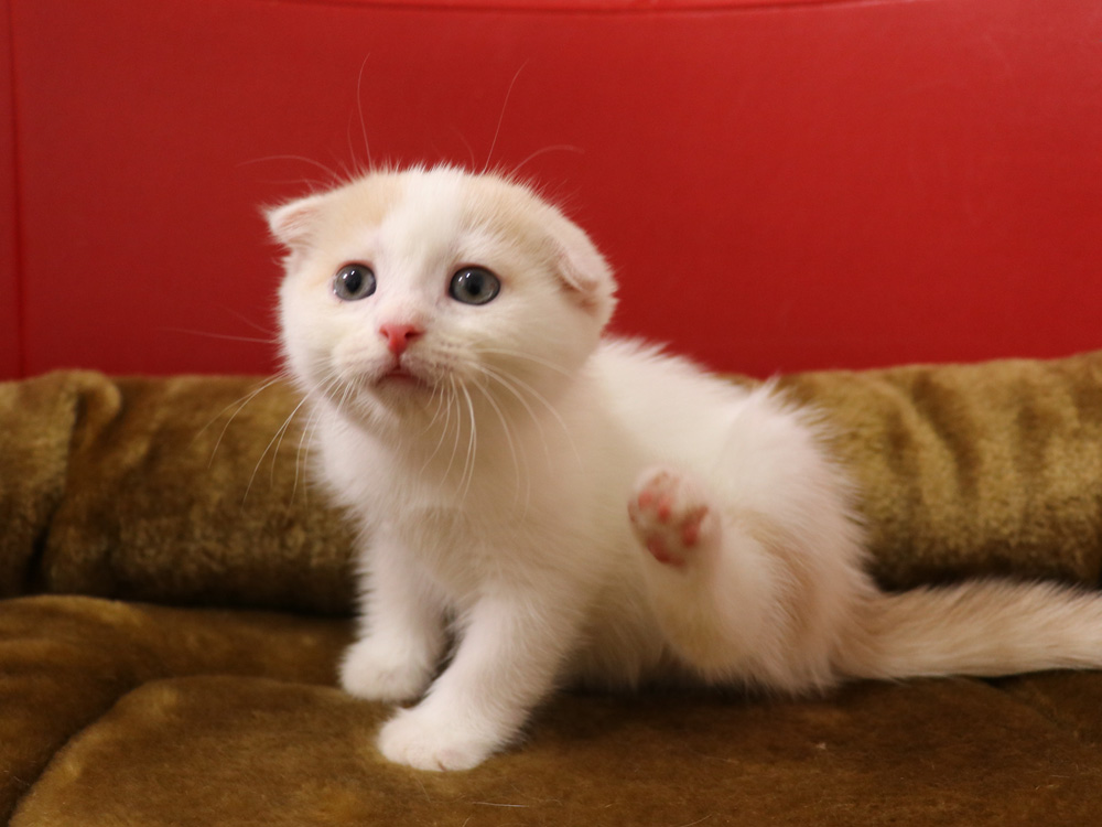 スコティッシュフォールドの子猫画像