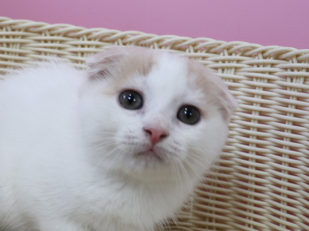スコティッシュフォールドの子猫画像