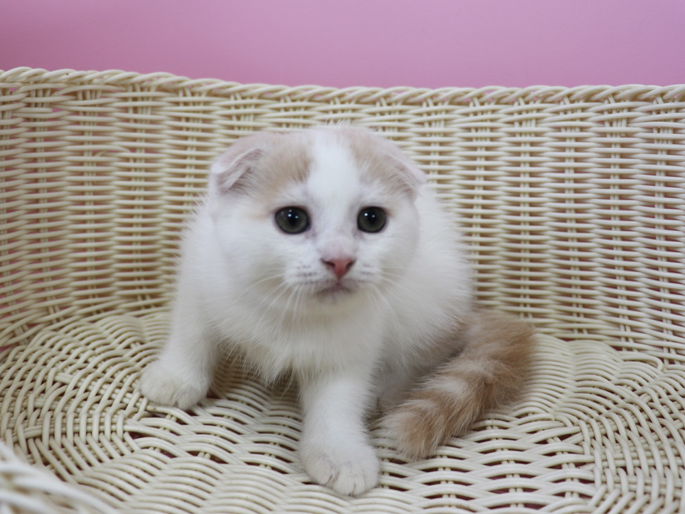 スコティッシュフォールドの子猫画像