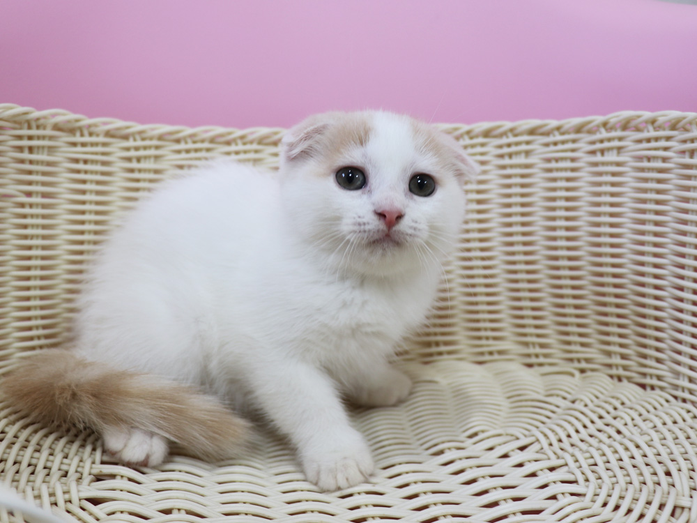 スコティッシュフォールドの子猫画像