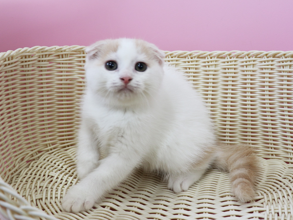 スコティッシュフォールドの子猫画像