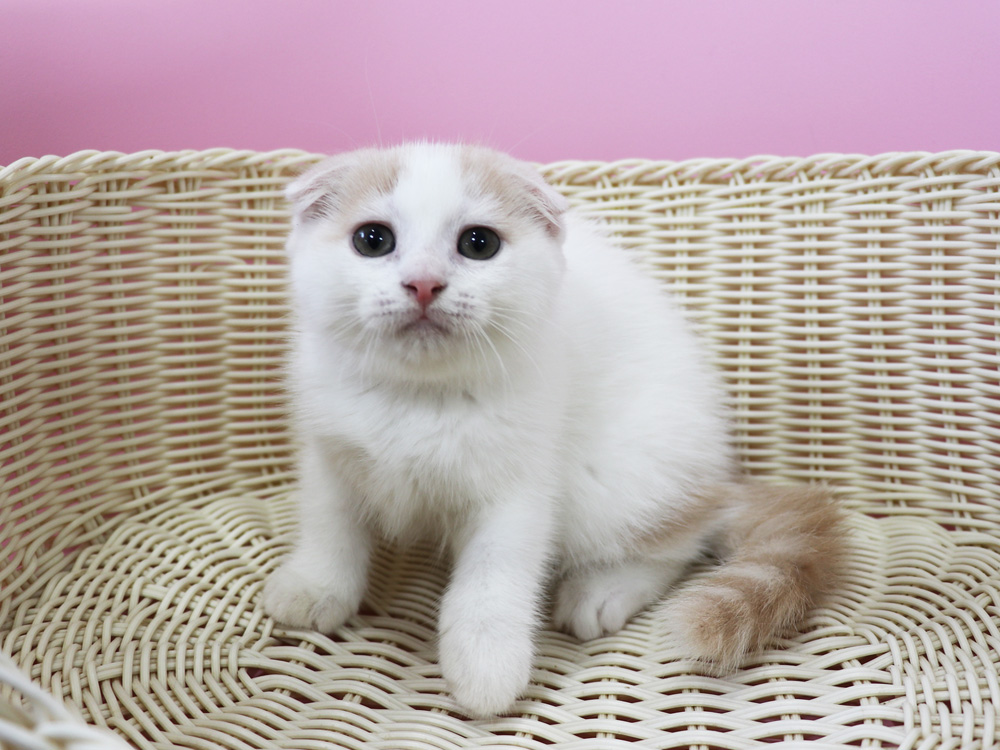 スコティッシュフォールドの子猫画像