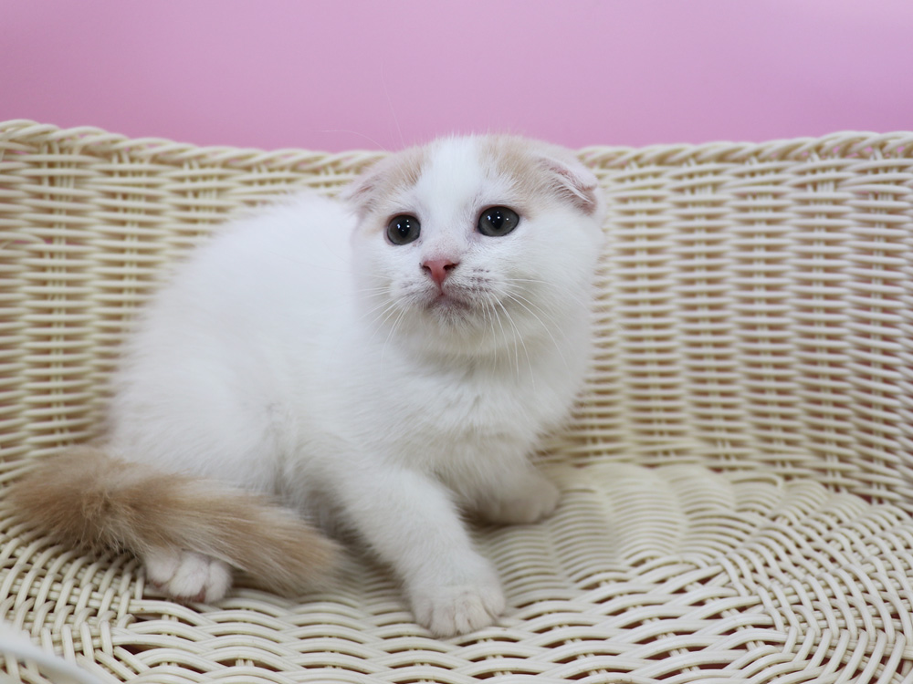 スコティッシュフォールドの子猫画像