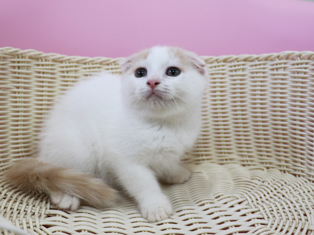 スコティッシュフォールドの子猫画像