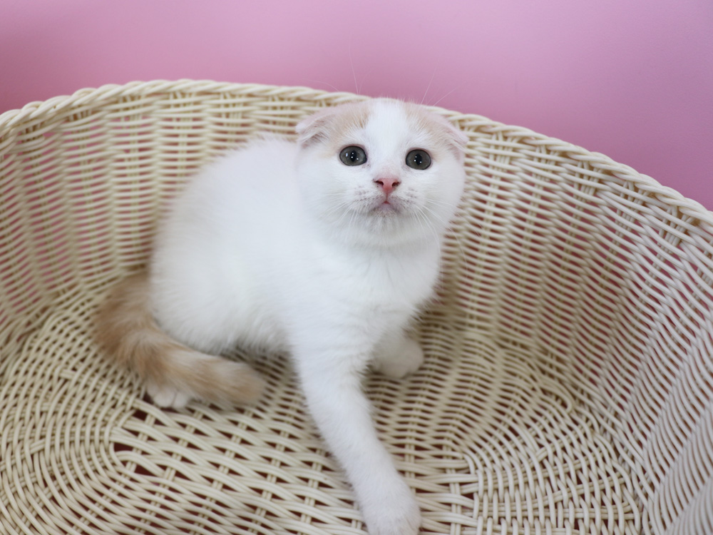 スコティッシュフォールドの子猫画像