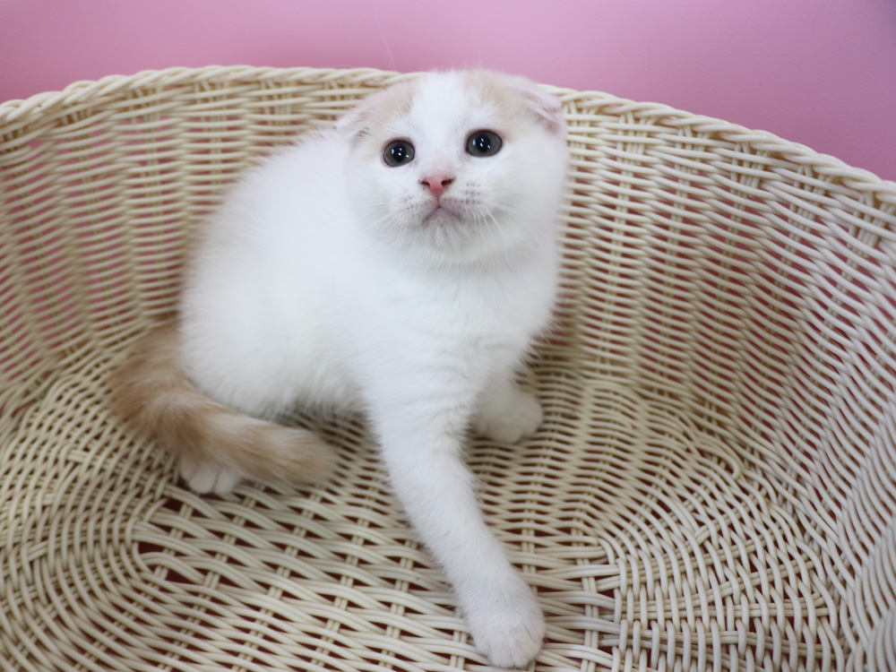 スコティッシュフォールドの子猫画像