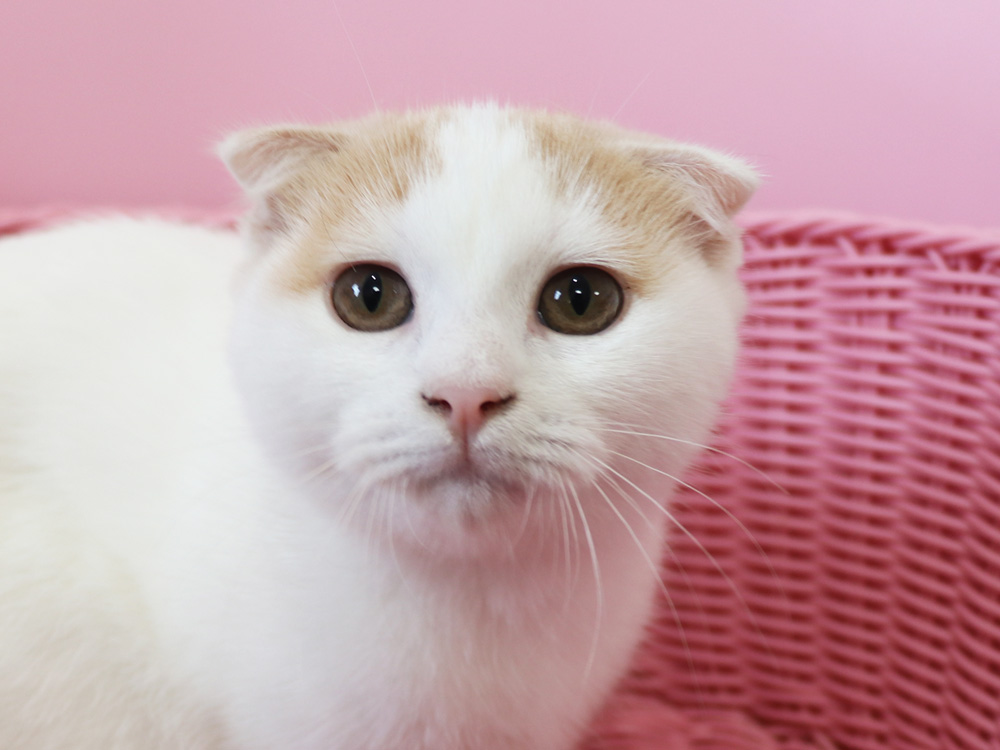 スコティッシュフォールドの子猫画像