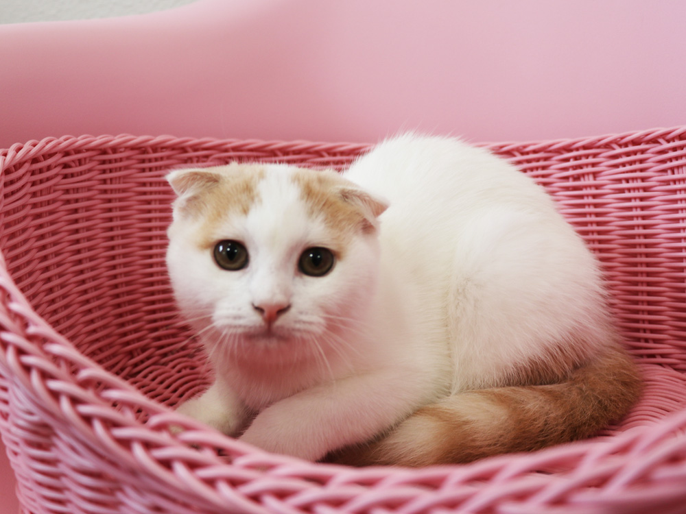 スコティッシュフォールドの子猫画像