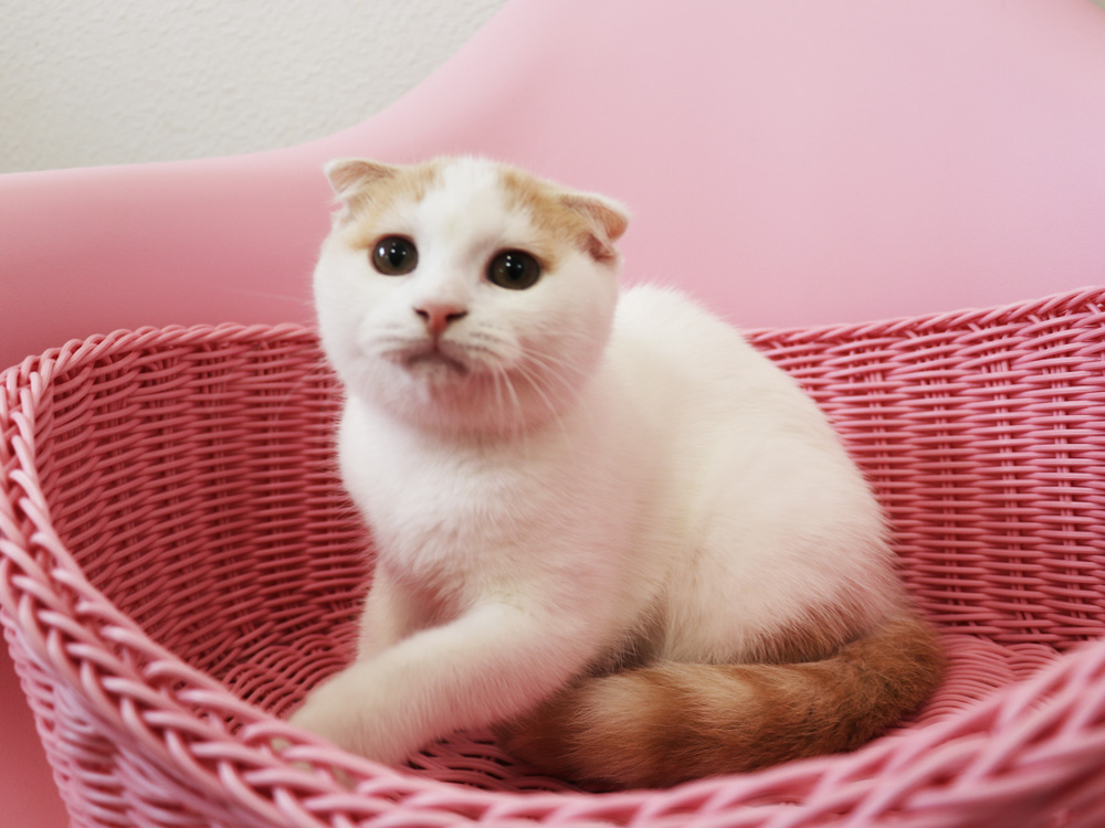 スコティッシュフォールドの子猫画像